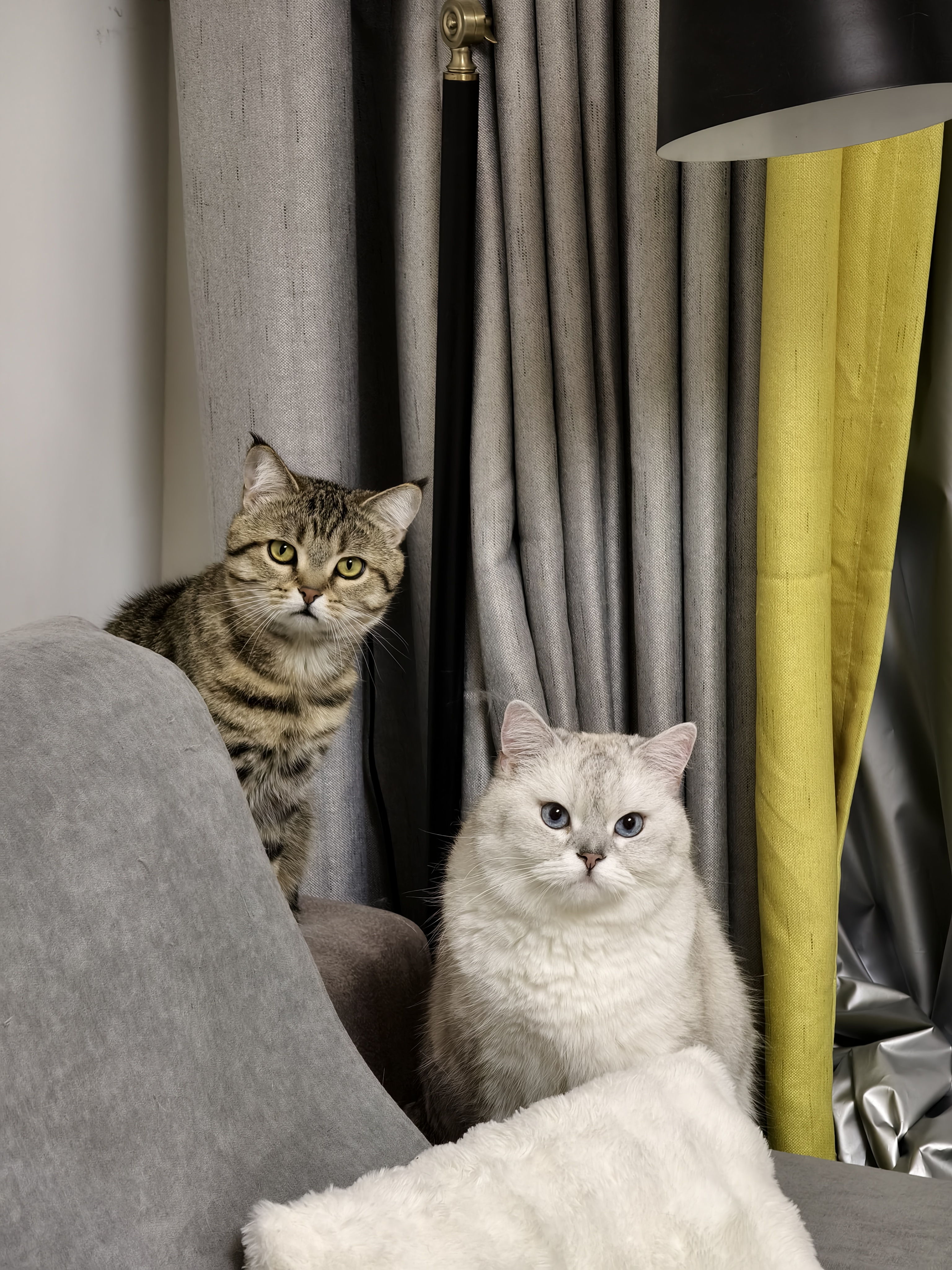 Two cats sitting together